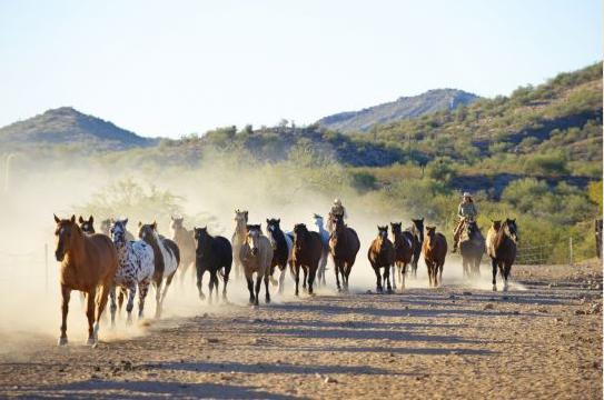 Rancho De Los Caballeros Wickenburg Kültér fotó